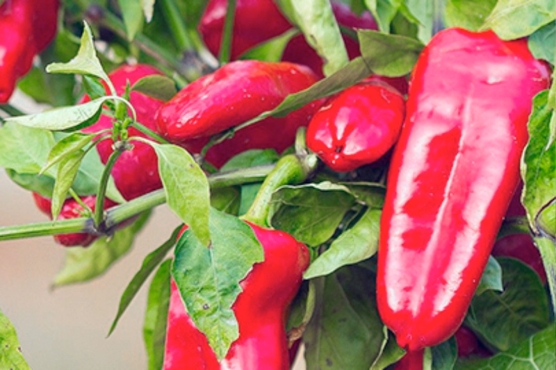Paprika